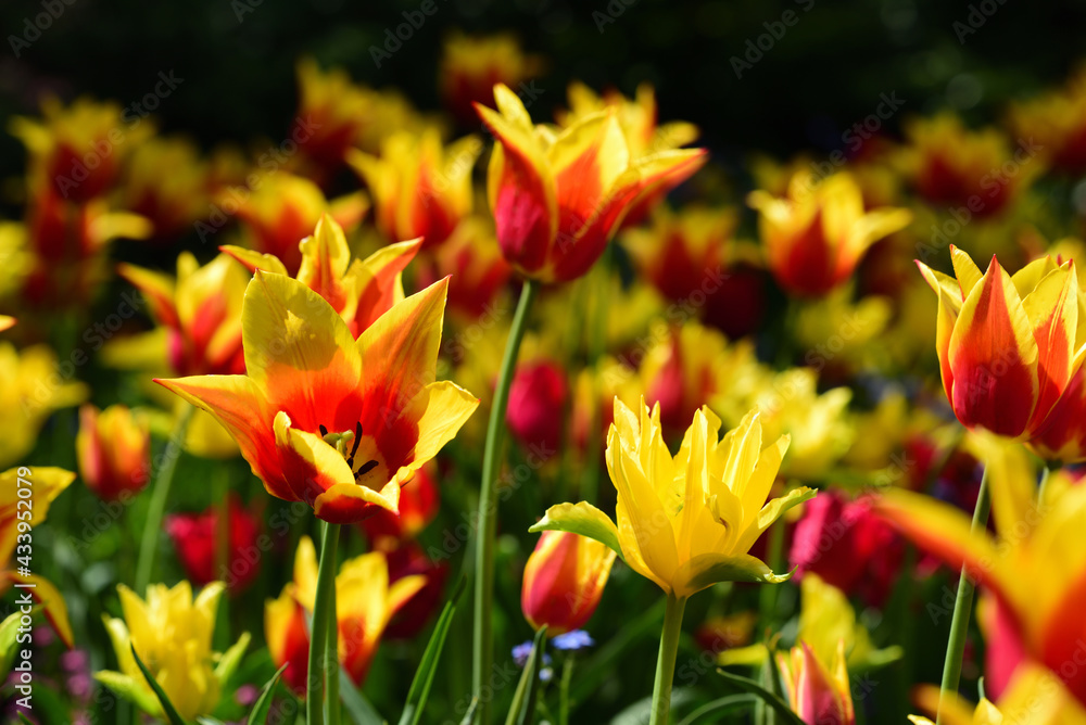 A blooming field with red and yellow tulips in the spring that glow in the sun A blooming field with red and yellow tulips in the spring that glow in the sun