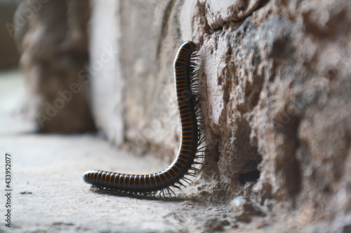 Fényképezés A black and orange banded millipede climbing up a wall in China (on the Great Wa