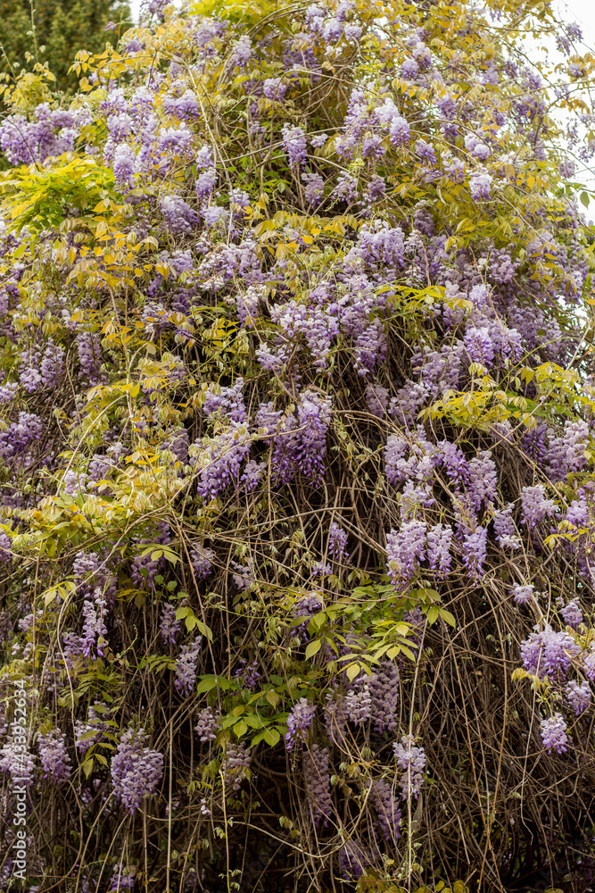 Wisteria tree in bloom in the Villa Comunale, Benevento. Wisteria tree in bloom in the Villa Comunale, Benevento.
