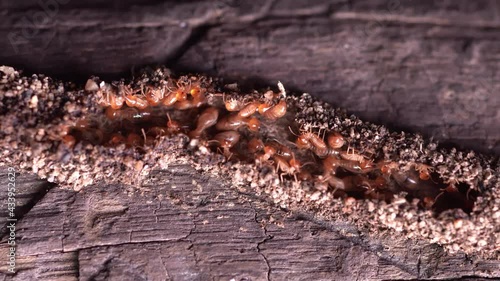 4k Close up shot, Termite Workers,  Small termites, Termites workers repairing a tunnel on Tree.