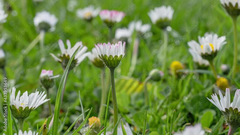Timelapse of white daisies blooming Timelapse of white daisies blooming