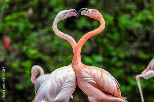 Flamingo Heart
