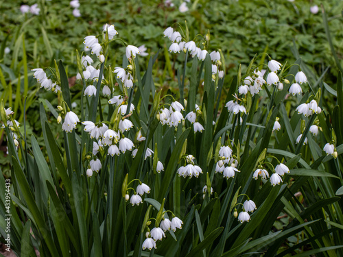 Mass of white Leucojum aestivum pulchellum flowers in spring