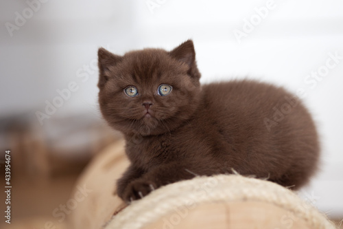 Extram niedliches Katzenbaby BKH Kitten ganz verträumt photo