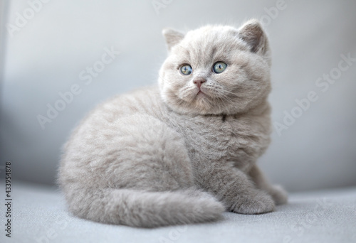 Extram niedliches Katzenbaby BKH Kitten ganz verträumt © Wabi-Sabi Fotografie