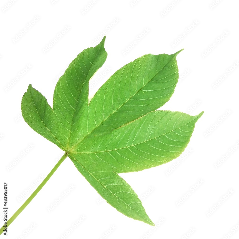 Fototapeta premium green leaf isolated on white