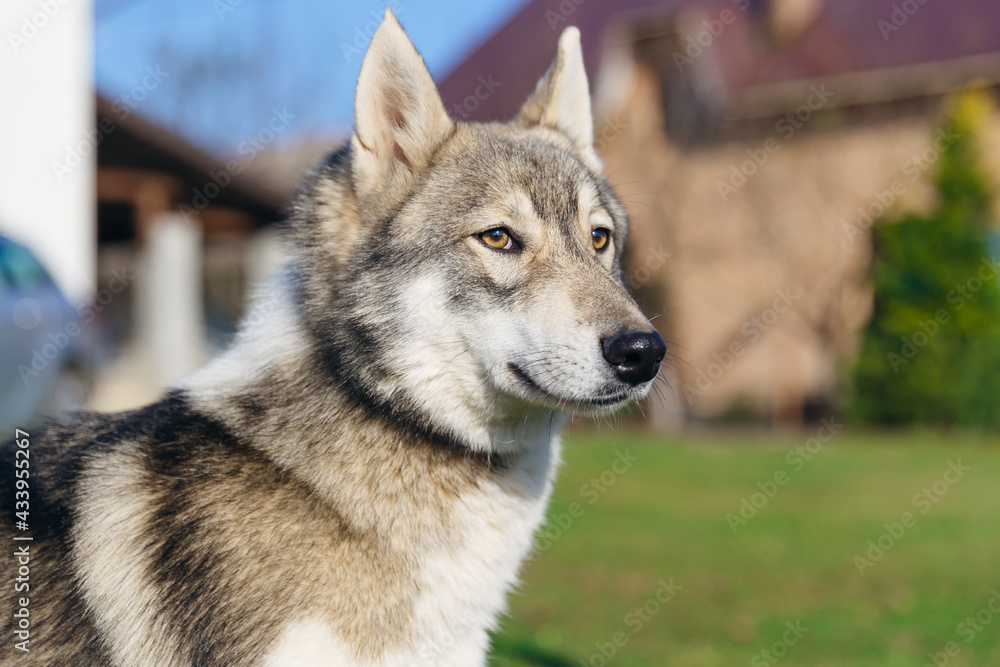 handsome Laika with a serious look. gray-white color with brown