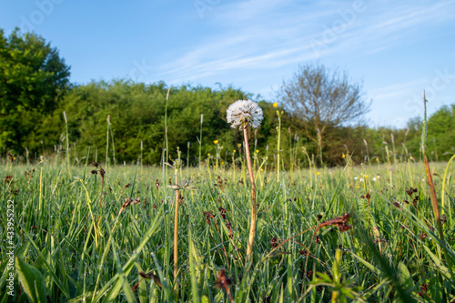 Dandelion covered in morning dew