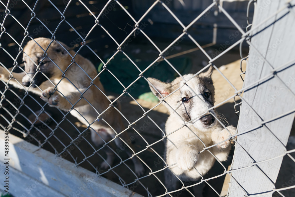 Unwanted and homeless dogs of different breeds in animal shelter. Looking and waiting for people