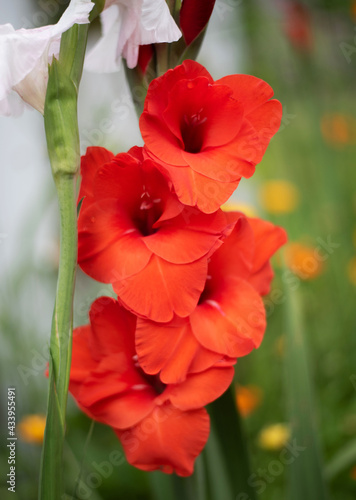 Red Gladiolo