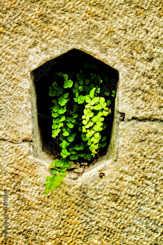 Adiantum Capillus Veneris plant on a stone wall photo