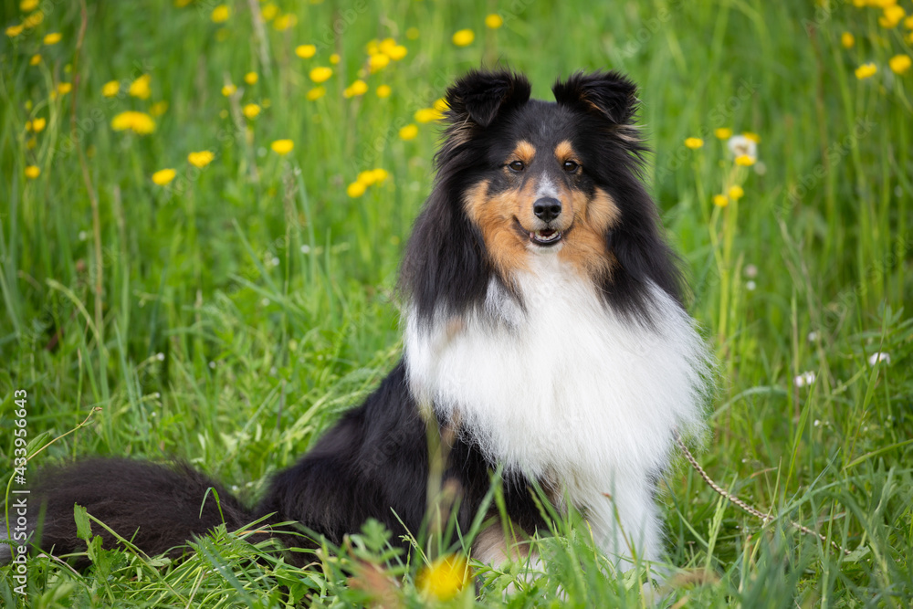 Tricolour-Sheltie-Rüde auf einer Frühlingswiese