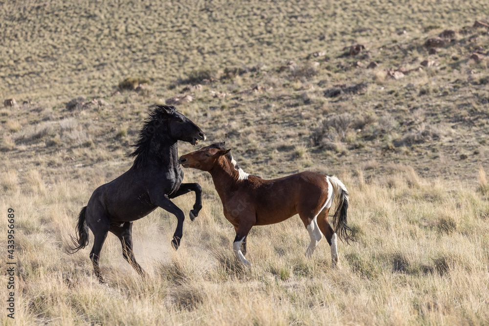 Wild Horse Stallions Fighting in the Utah Desert Wild Horse Stallions Fighting in the Utah Desert
