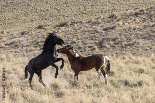 Wild Horse Stallions Fighting in the Utah Desert