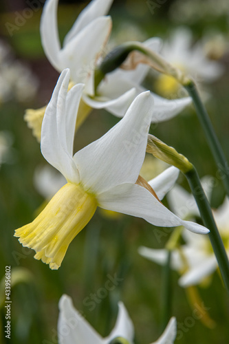 Close up of single yellow and white Narcissus Jenny in spring