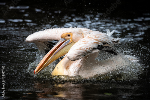 Knocking pelican