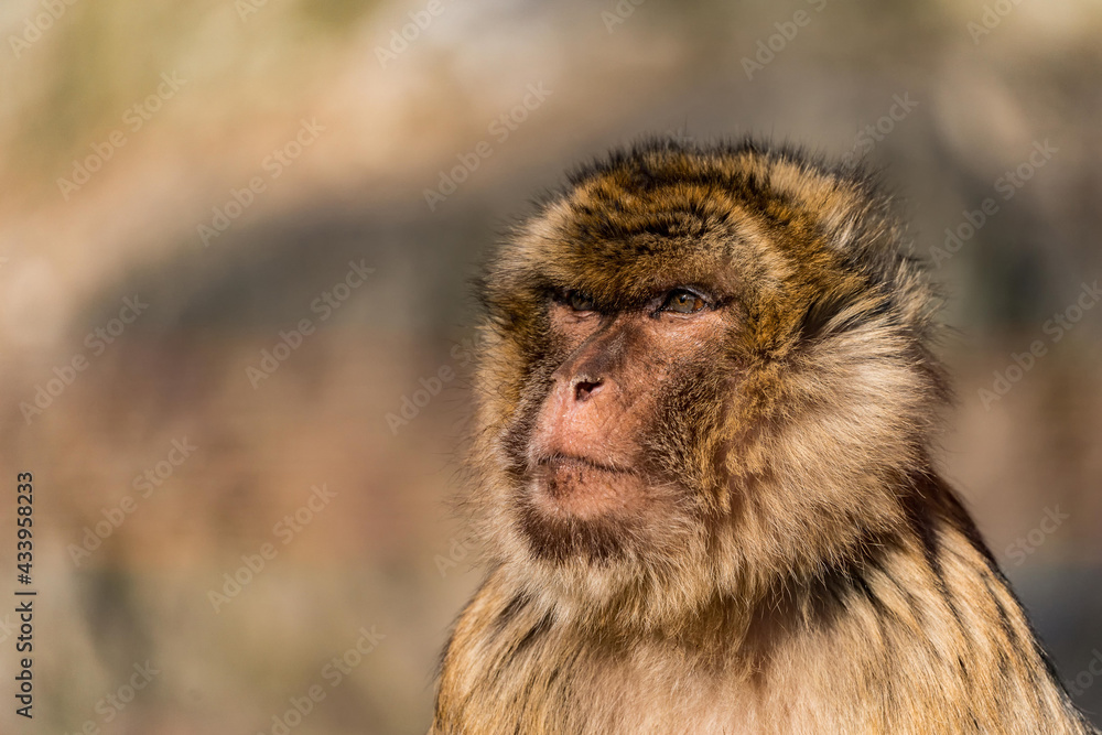Obraz premium Close up portrait of a wild monkey, a Barbary Macaque.