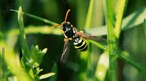 Osa Wasp photo