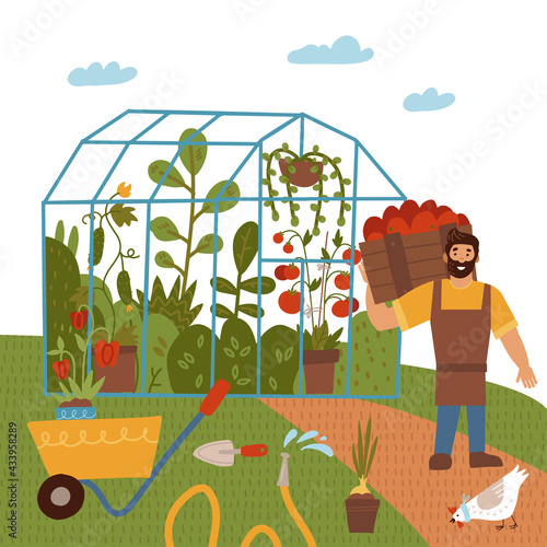 A young man with a crop of tomato, greenhouse vegetables. Garden theme. Male farmer growing plants and harvesting crops on the farm among the field. Vector flat hand drawn illustration