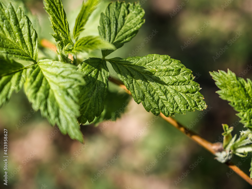 The first young raspberry leaves. Close-up of new leaves. Raspberry leaves in spring. Young leaves of raspberry on the nature in the forest. Blurred background. View from above The first young raspberry leaves. Close-up of new leaves. Raspberry leaves in spring. Young leaves of raspberry on the nature in the forest. Blurred background. View from above