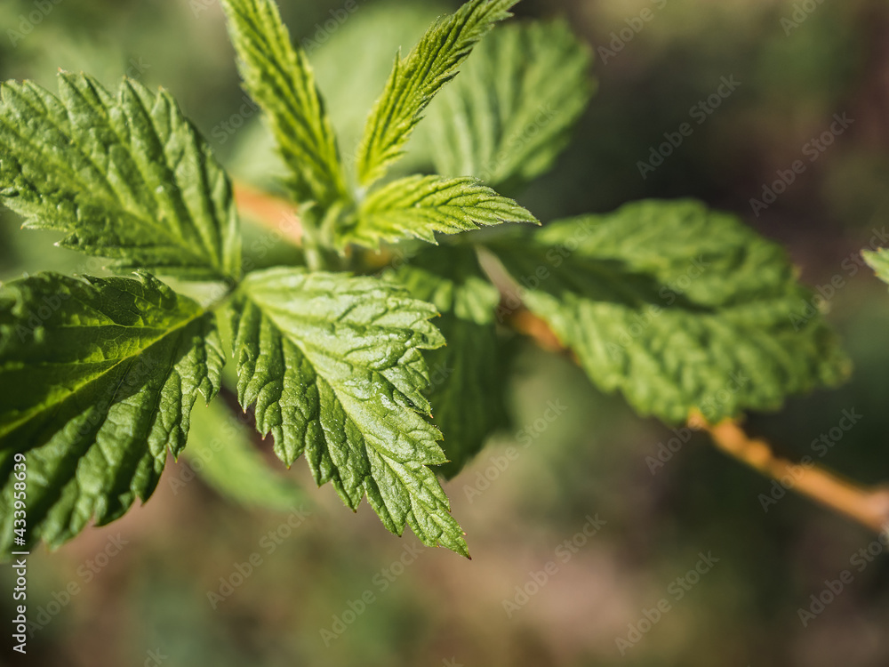 The first young raspberry leaves. Close-up of new leaves. Raspberry leaves in spring. Young leaves of raspberry on the nature in the forest. Blurred background. View from above The first young raspberry leaves. Close-up of new leaves. Raspberry leaves in spring. Young leaves of raspberry on the nature in the forest. Blurred background. View from above