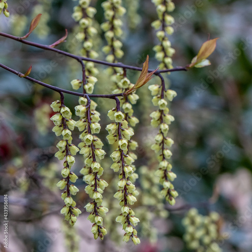 Close up of pale yellow Stachyurus chinensis Celina flowers in spring