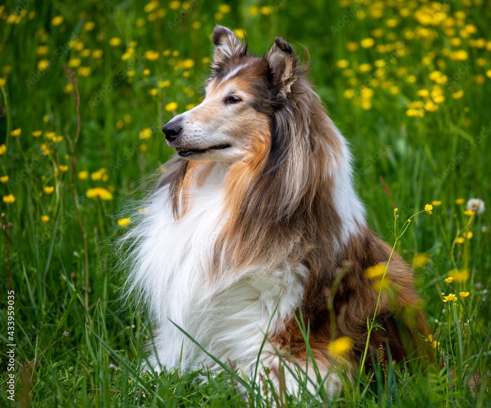 13-jährige Langhaar-Collie-Hündin 13-jährige Langhaar-Collie-Hündin