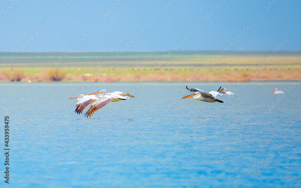 A flock of pelican birds walks along the blue lake of Cyprus. Flying pelicans in the blue sky. Waterfowl at the nesting site.