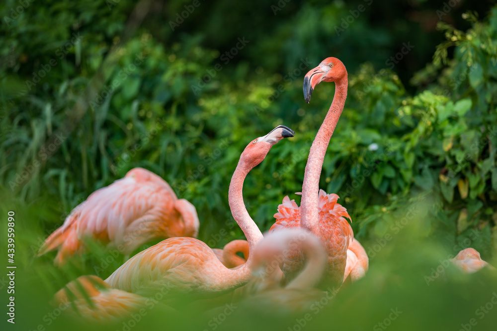 Obraz premium Portrait of two lovely Flamingo. Gorgeouse green bokeh background.