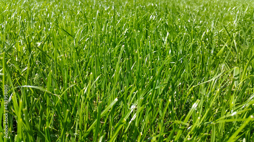 Green grass. Meadow background. The lawn glistens in the sunlight. Spring grass fields for golf, soccer and sports fields. Green texture of turf grass. Space for text. Side view.