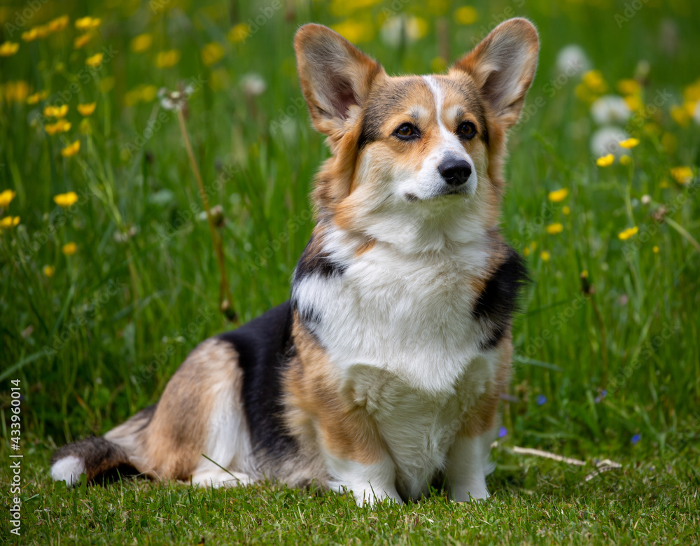 Welsh-Corgi-Pembroke in tricolour auf der Wiese Welsh-Corgi-Pembroke in tricolour auf der Wiese