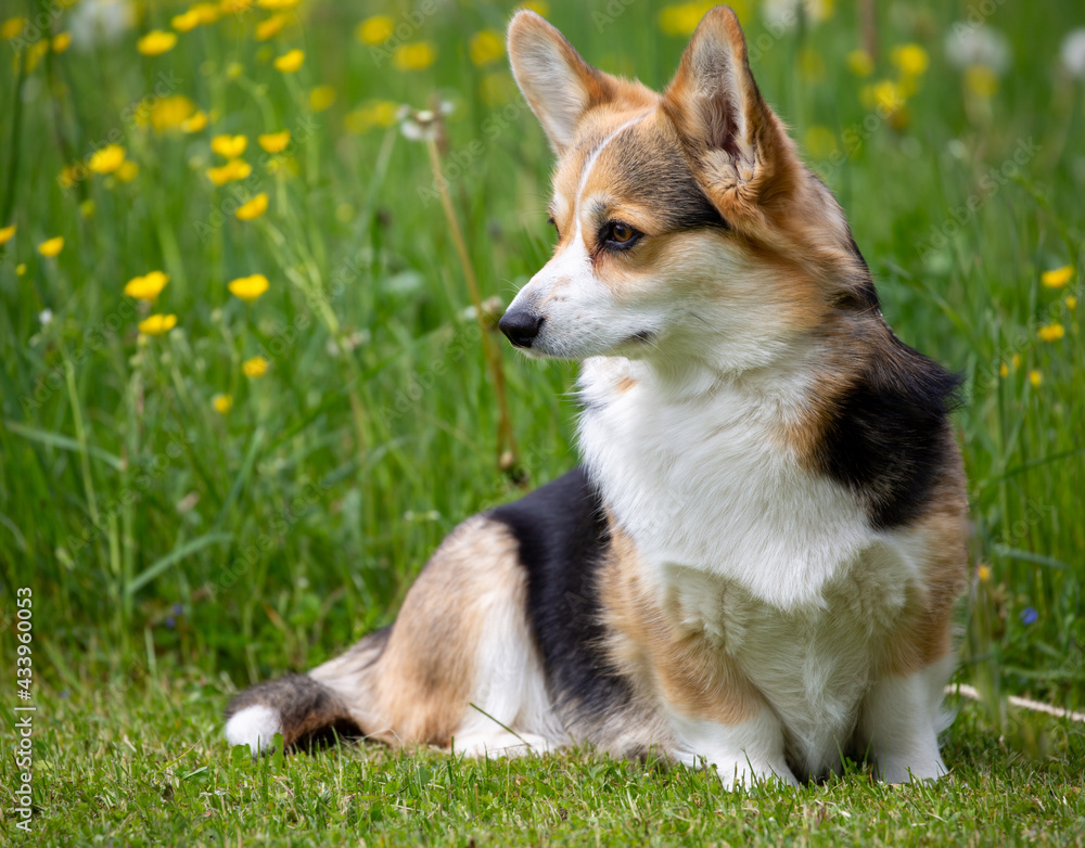 Welsh-Corgi-Pembroke Hündin in tricolour Welsh-Corgi-Pembroke Hündin in tricolour