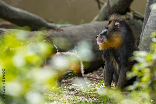 Close up portrait of baboon madrill family monkeys. Madrillus sphinx leader sitting on ground. photo