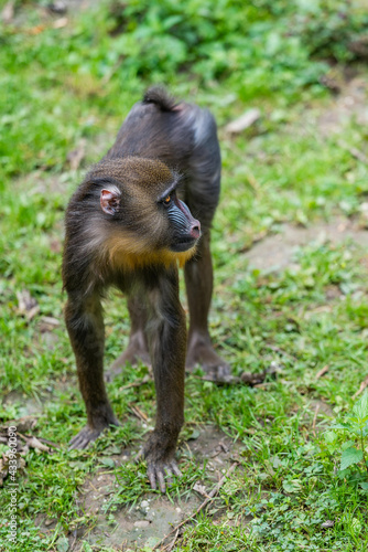 Close up portrait of young baboon madrill monkey. Walking madrillus sphinx. photo