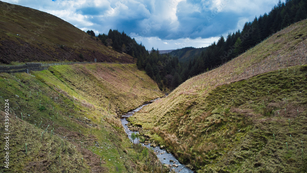 Fototapeta premium Valley Stream Trees