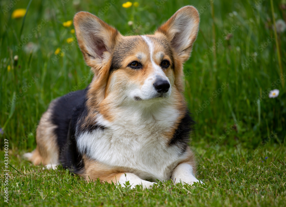 3-jährige Pembroke-Welsh-Corgi-Hündin