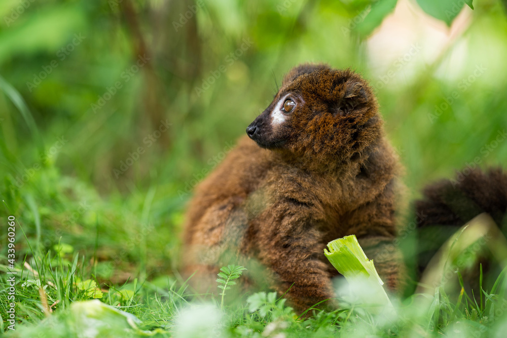 Portrait of adult male red-bellied lemur on a ground. Beautiful green bokeh background.
Eulemur rubriventer sitting and eating food. Strepsirrhine primate. Living on Madagascar. Portrait of adult male red-bellied lemur on a ground. Beautiful green bokeh background.
Eulemur rubriventer sitting and eating food. Strepsirrhine primate. Living on Madagascar.