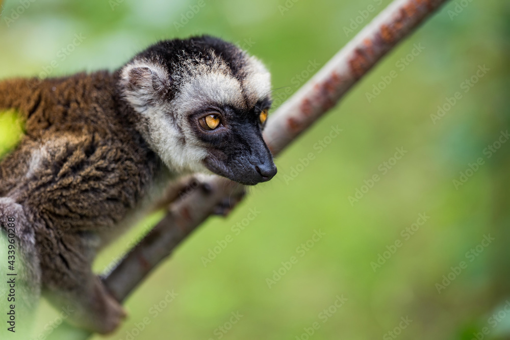 Obraz premium The white-headed lemur (Eulemur albifrons), also known as the white-headed brown lemur or white-fronted lemur, is a species of primate in the family Lemuridae. Sitting on the branch.