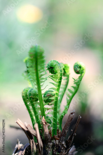 Young green sprouts of fern on a blurred natural background