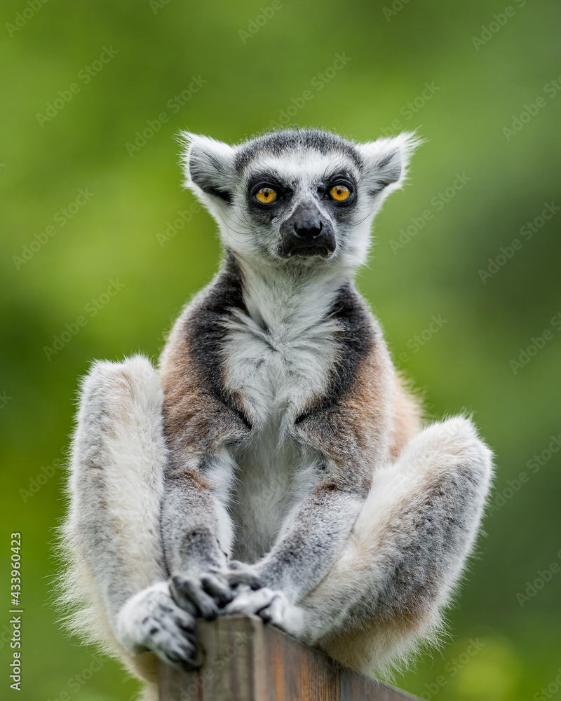 The ring-tailed lemur (Lemur catta). Sitting on the tree in forest. Alone without family. Looking around. Close-up portrait. The ring-tailed lemur (Lemur catta). Sitting on the tree in forest. Alone without family. Looking around. Close-up portrait.