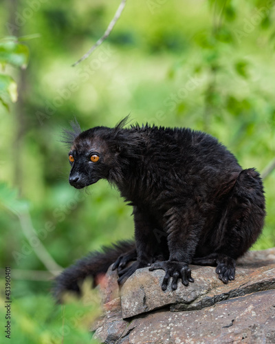 Black lemur  Eulemur macaco  sitting on the rock. Is it a species of lemur from the family Lemuridae. The black lemur occurs in moist forests in the Sambirano region of Madagascar.