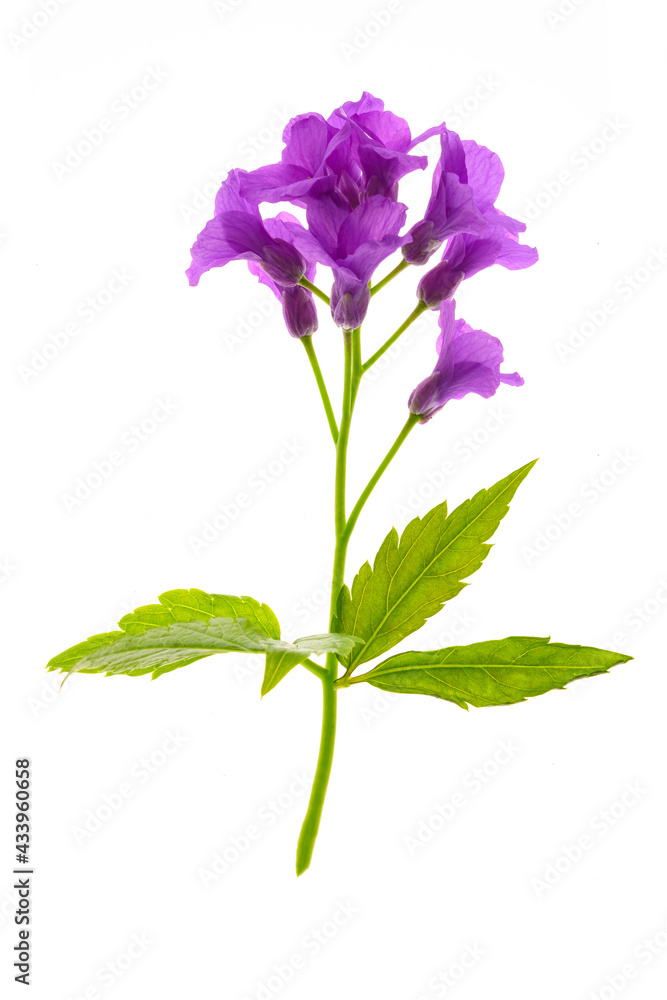 Single early spring flower of a violet Anemone isolated on a white background in close-up. Single early spring flower of a violet Anemone isolated on a white background in close-up.