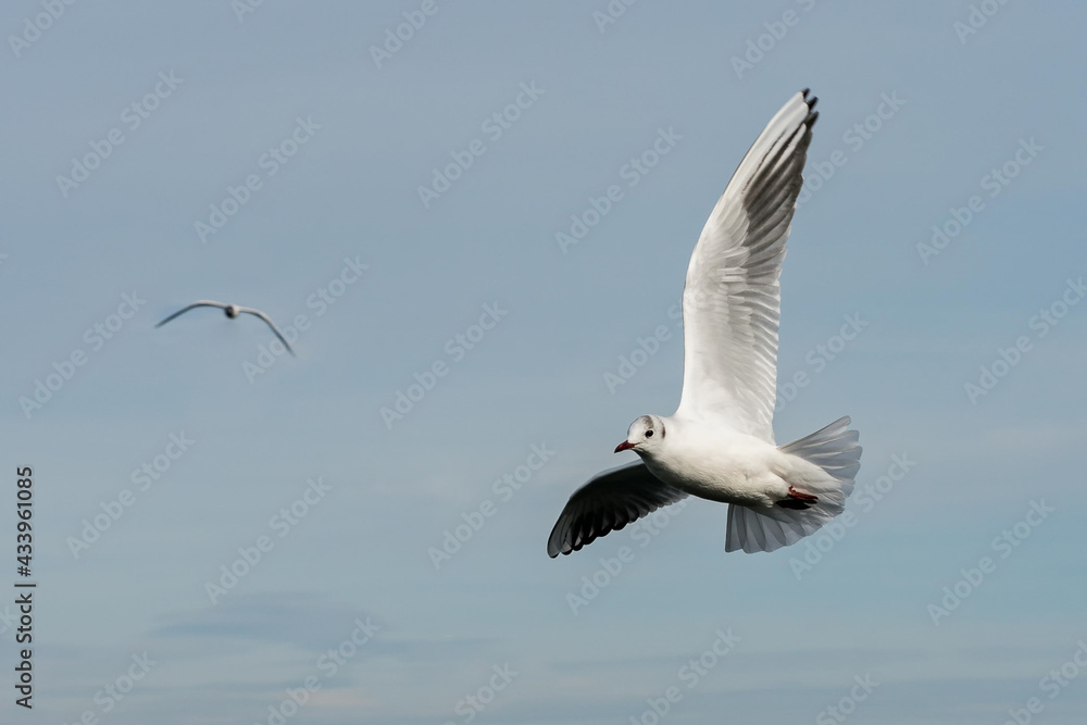 Obraz premium flying seagull bird on beautiful sky background. Second seagull in bokeh background.