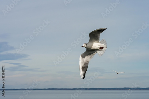 Beautiful flying seagull against bright blue background