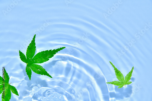 水に浮かぶ青紅葉と波紋