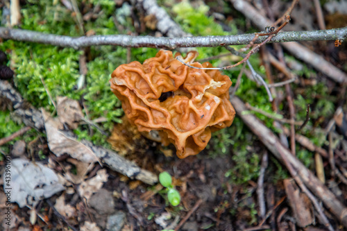 mushroom- bear muzzles