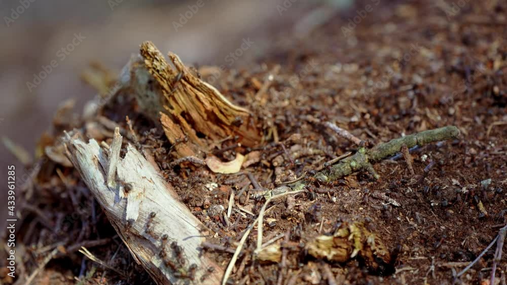 pine forest anthill. Life of red ants in forest. the routine of the most powerful insects. 4K UHD pine forest anthill. Life of red ants in forest. the routine of the most powerful insects. 4K UHD
