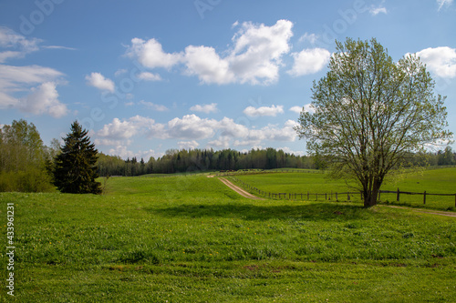 landscape with trees and sky