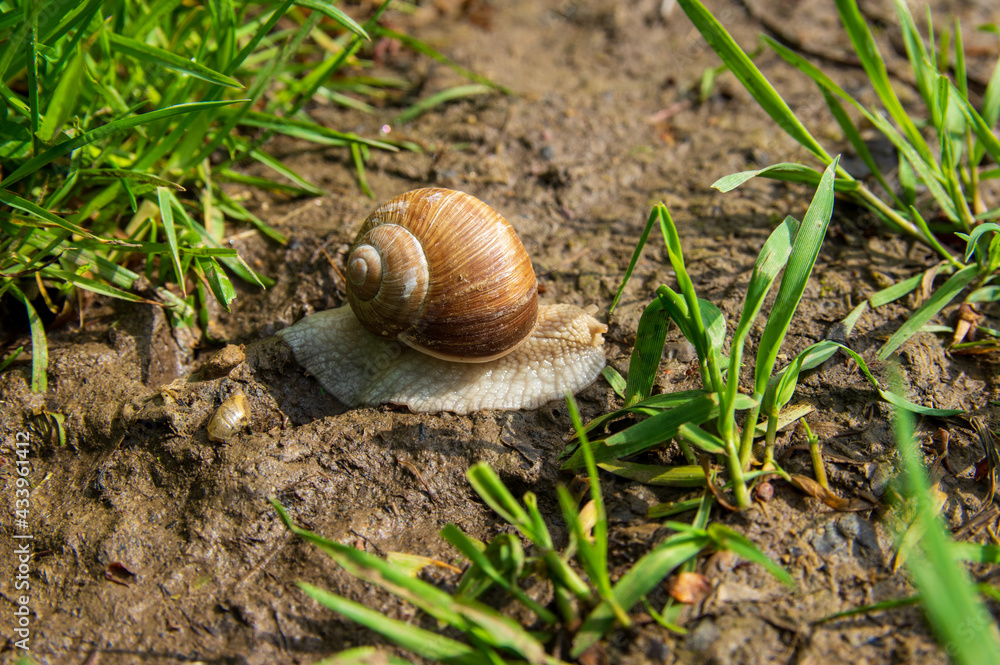 high angle view of roman snail (Helix pomatia) on a muddy wet path high angle view of roman snail (Helix pomatia) on a muddy wet path