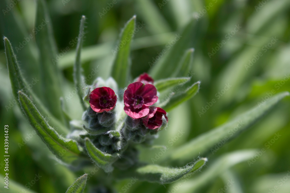flower, spring, nature, blue, plant, green, purple, flowers, meadow, summer, bloom, macro, beautiful, beauty, blossom, grass, flora, garden, floral, petal, wild, veronica, leaf, closeup, violet flower, spring, nature, blue, plant, green, purple, flowers, meadow, summer, bloom, macro, beautiful, beauty, blossom, grass, flora, garden, floral, petal, wild, veronica, leaf, closeup, violet